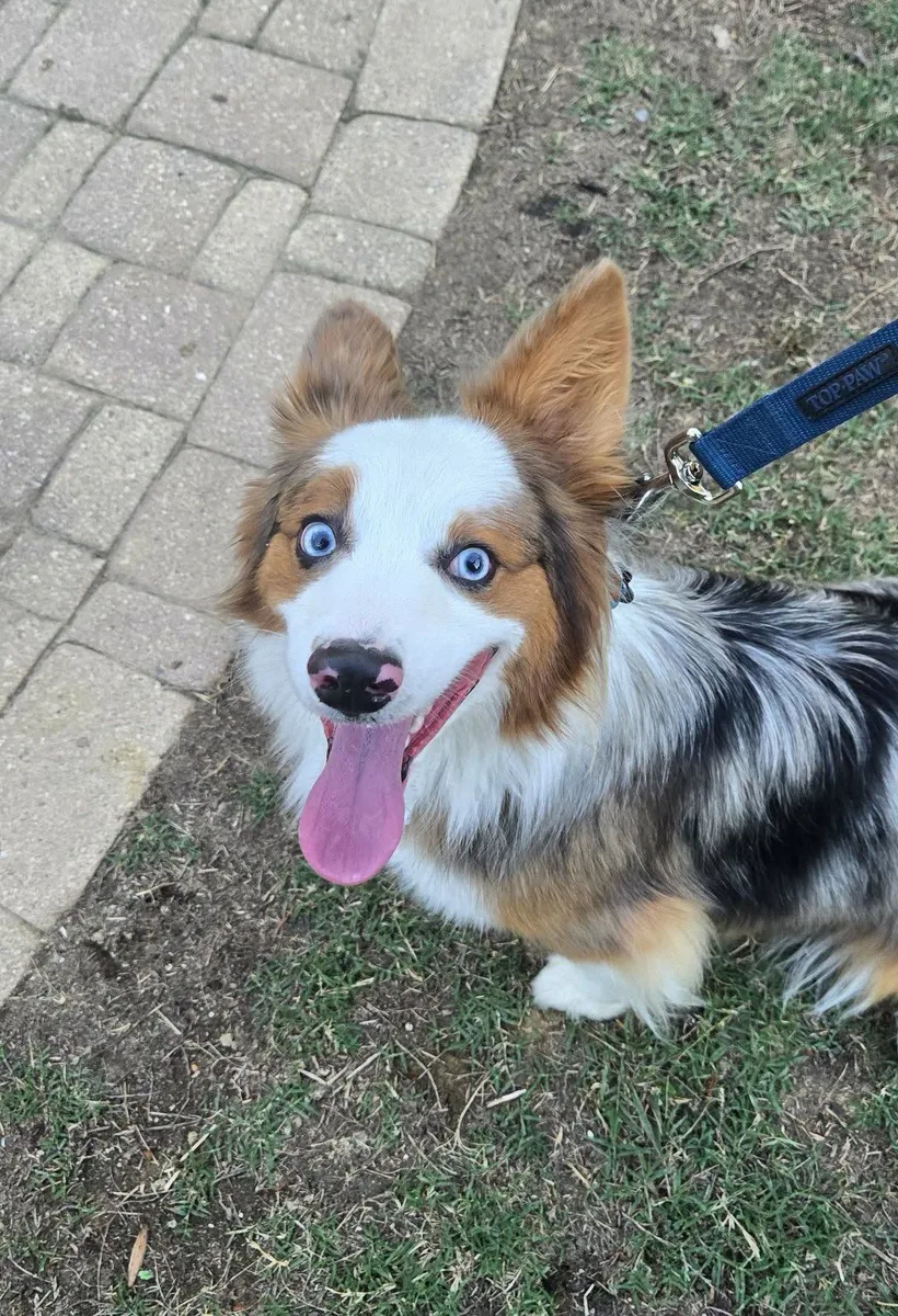 A blue-eyed Australian Shepherd Corgi cross stands on a lead beside a brick path.