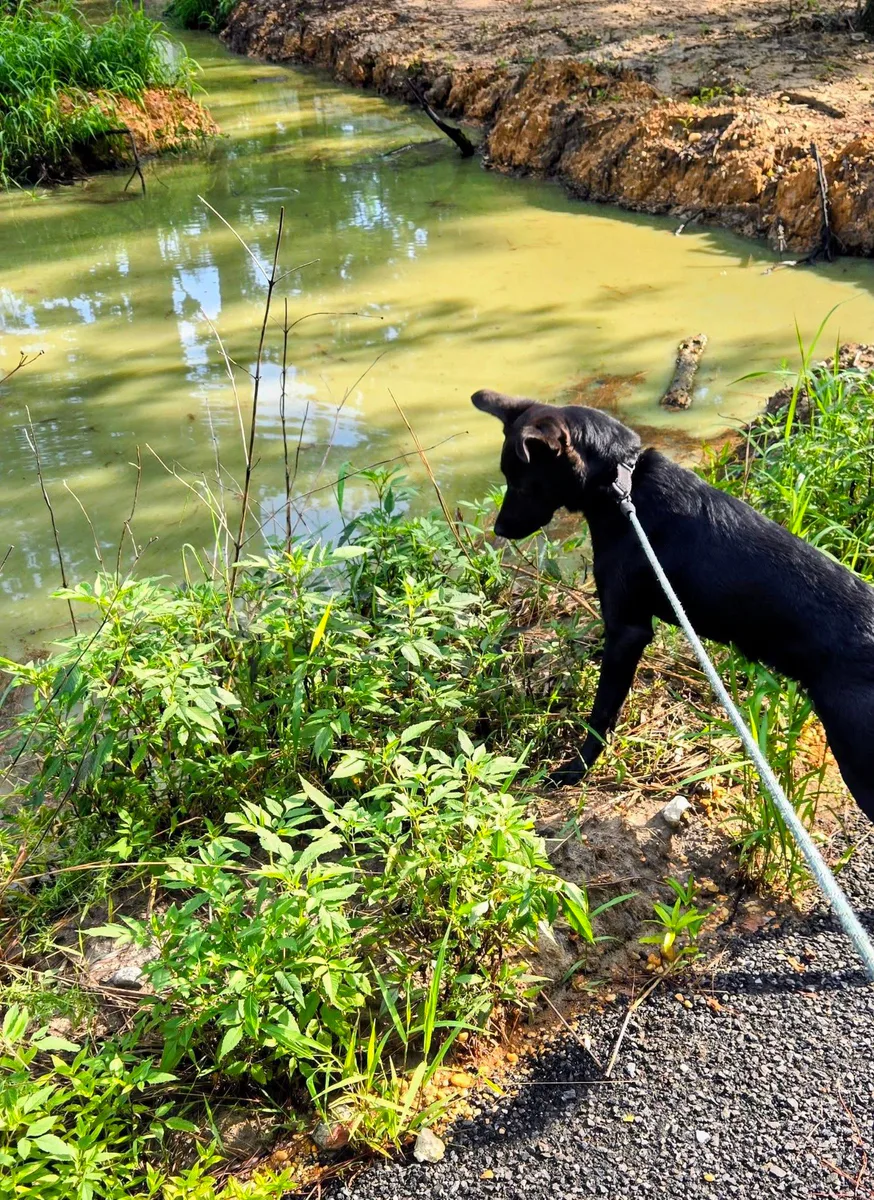 A black dog stands at the edge of a pond on the farm.