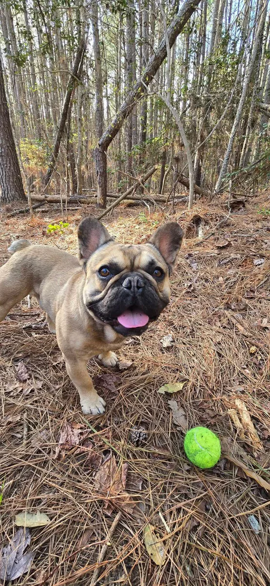 A French Bulldog carries a tennis ball along a pine-needle forest trail.