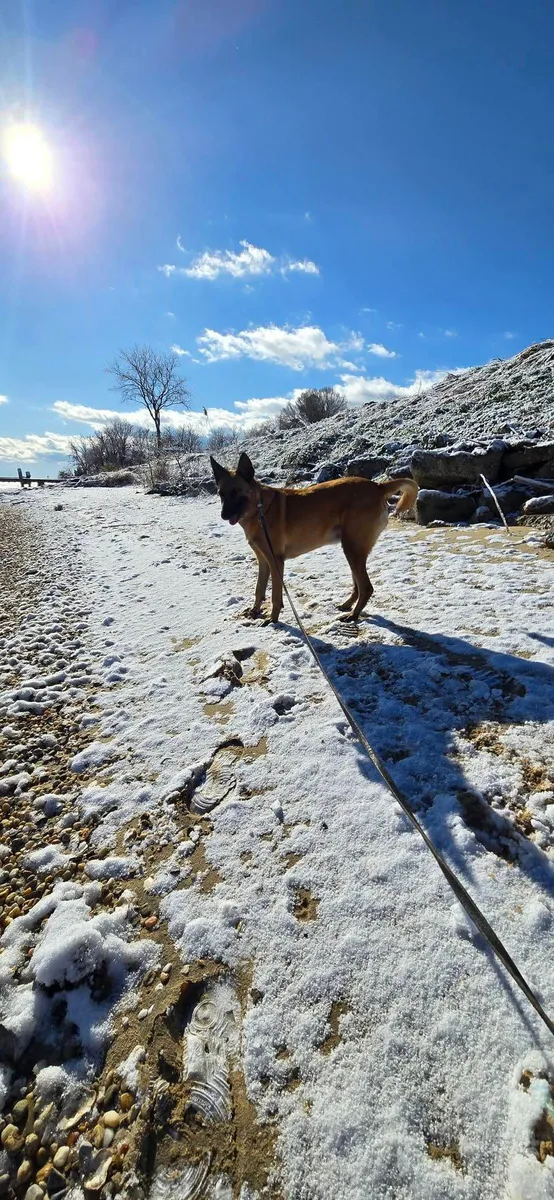 A German Shepherd stands on a snowy shore beside calm water.