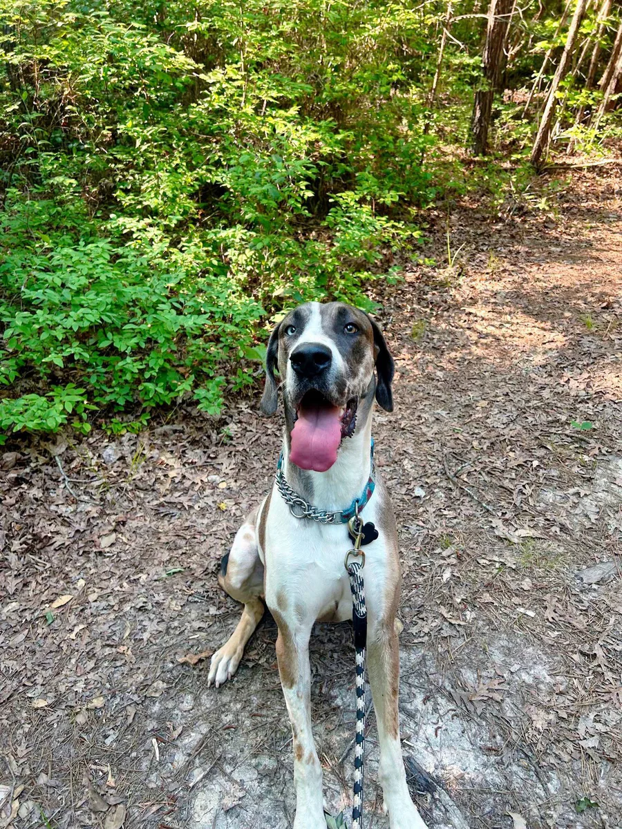 A joyful Great Dane type dog sits with its tongue out on a wooded trail.