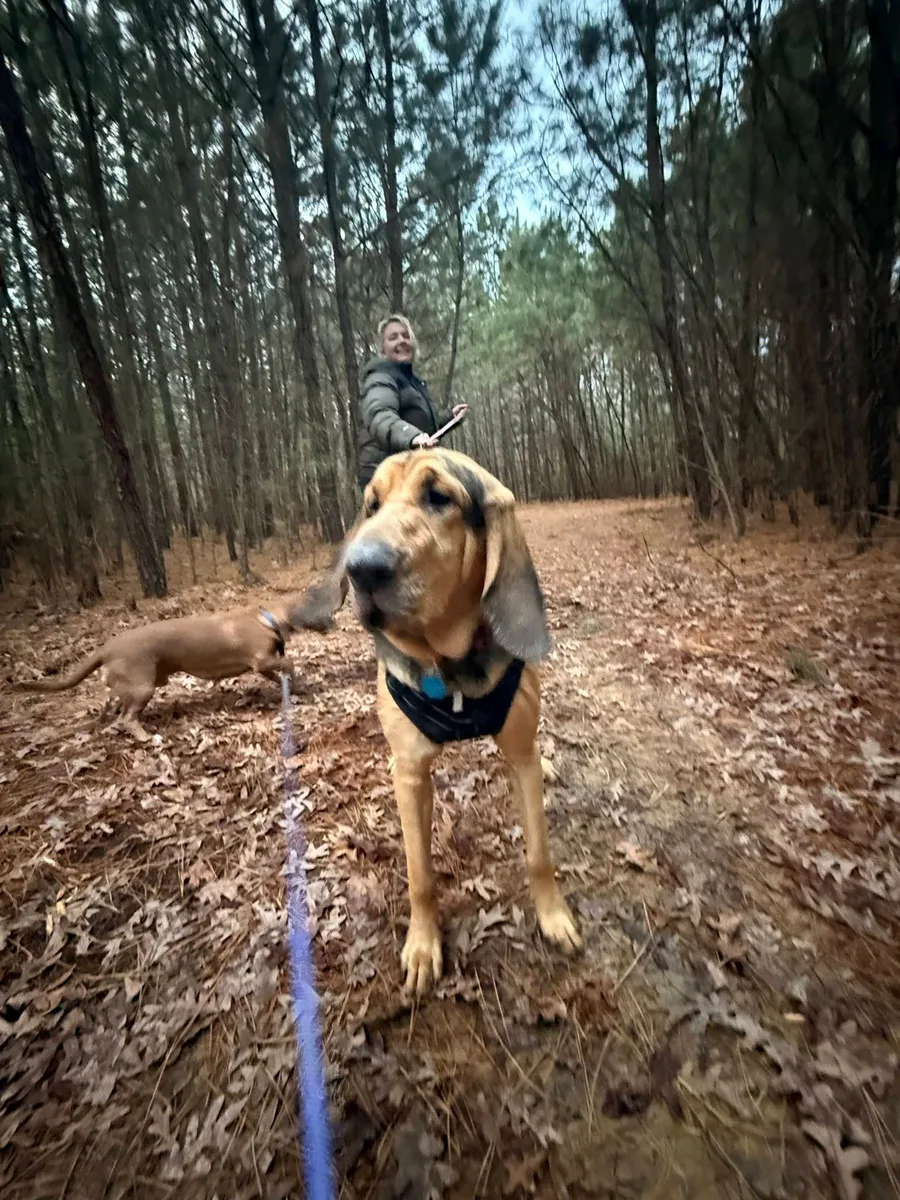 A smiling handler walks two dogs through sunlit autumn woods.