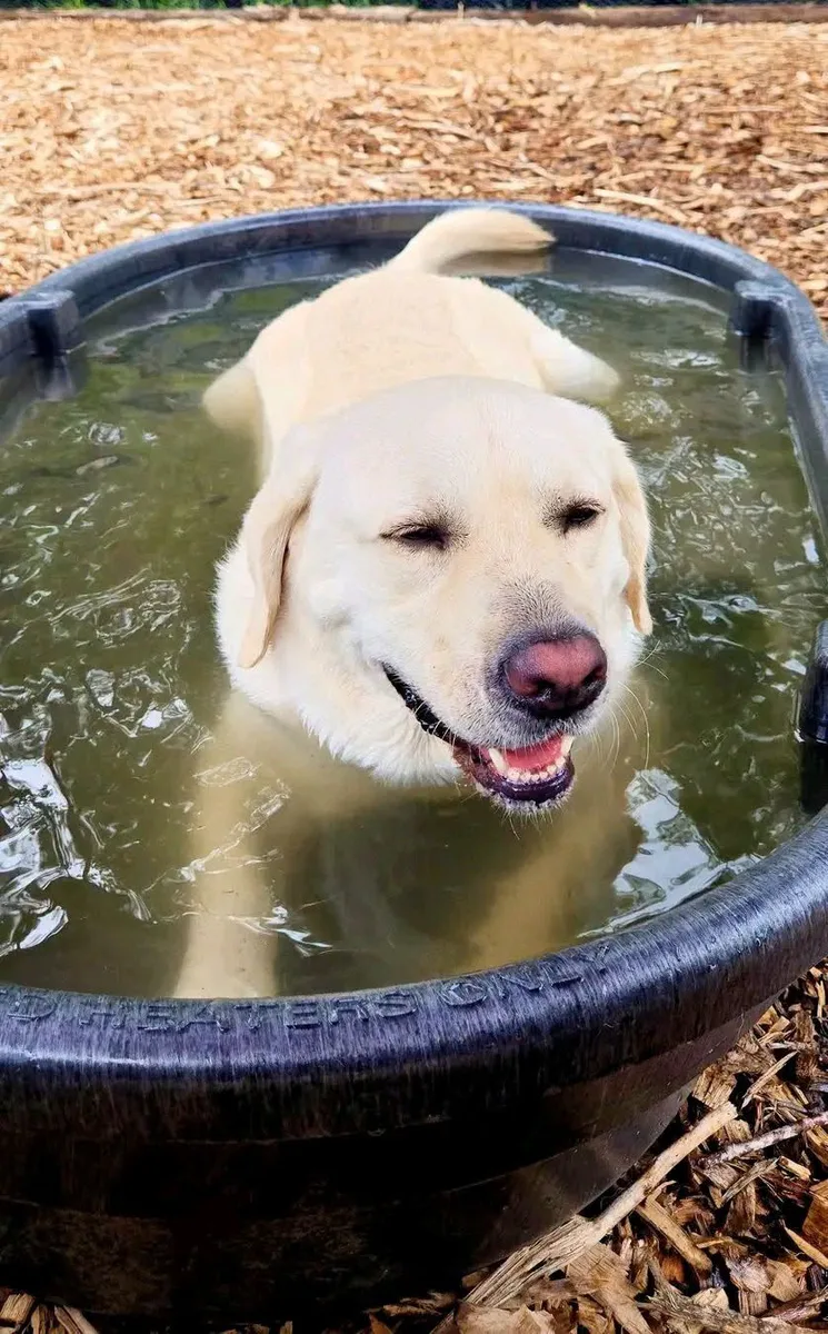A yellow Labrador relaxes with its eyes closed in a water trough on a sunny day.