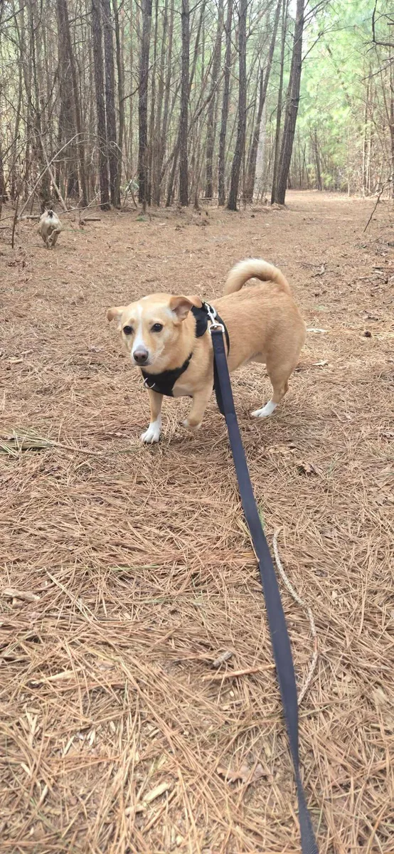 A small tan dog walks on a lead through a pine forest.