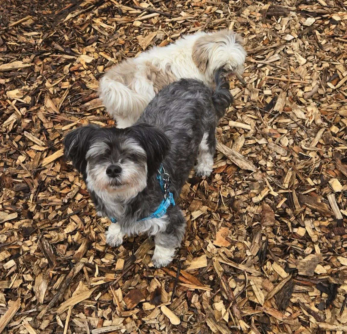 Two small fluffy dogs sit together on woodchips outdoors.